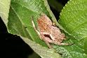 Eriophora_transmarina_D7814_Z_88_North Stradbroke island_Australie